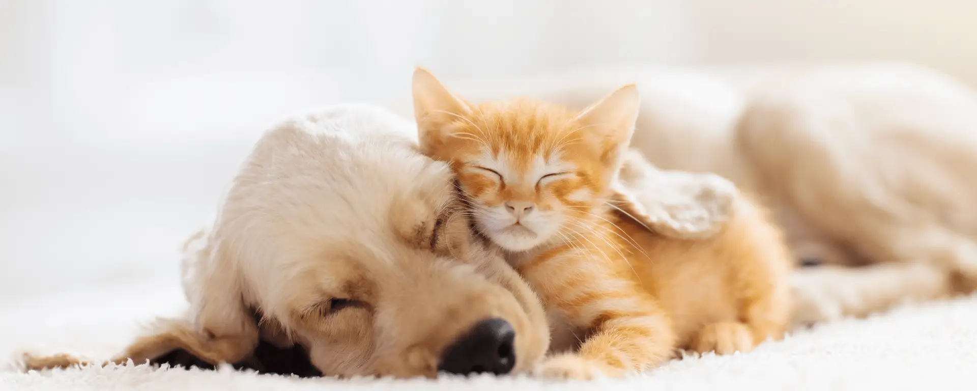 Peaceful sleeping kitty and puppy.